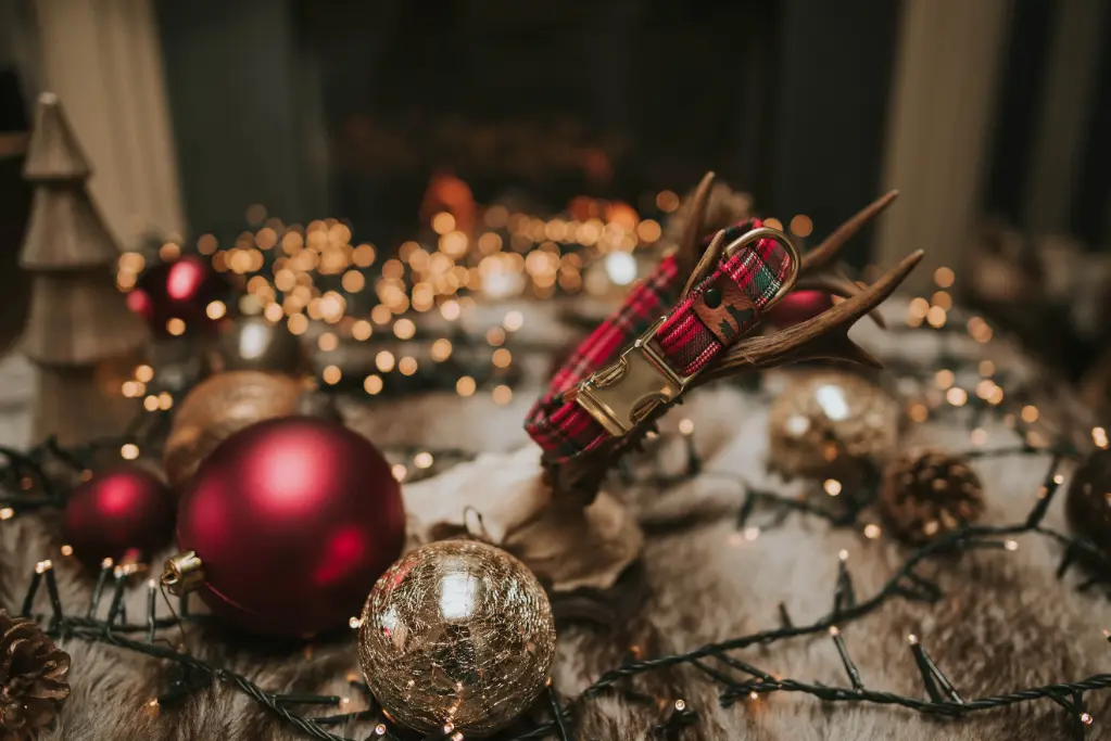 Scott - Halsband (S, 2 cm, Argent)