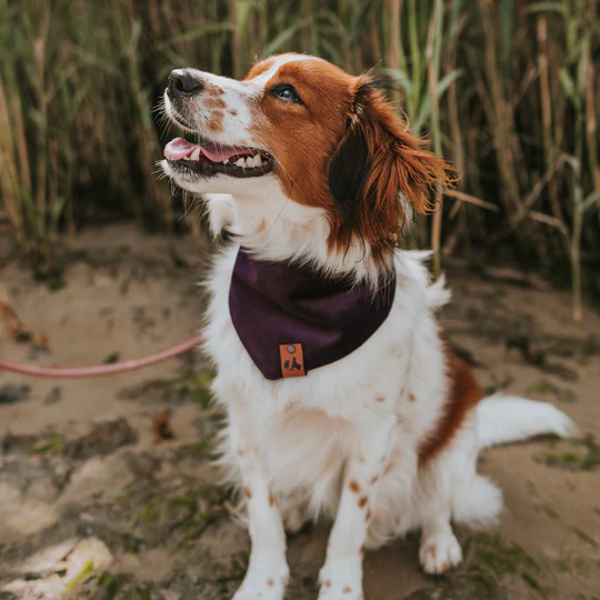 Velvet Mace - Bandana