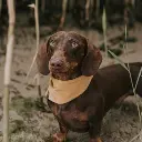 Velvet Honey - Bandana